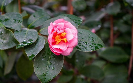 A pink camellia flower in bloom with many green leaves around it